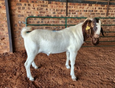 1X BOER GOAT BUCK AJ BREYTENBACH