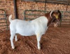 1X BOER GOAT BUCK AJ BREYTENBACH