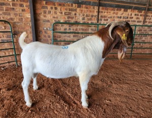 1X BOER GOAT BUCK AJ BREYTENBACH