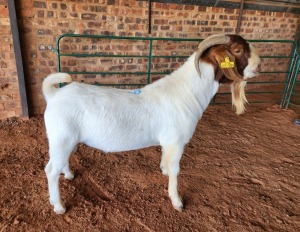 1X BOER GOAT BUCK AJ BREYTENBACH