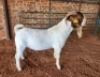 1X BOER GOAT BUCK AJ BREYTENBACH