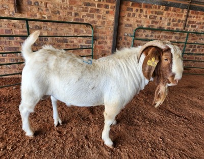 1X BOER GOAT BUCK AJ BREYTENBACH