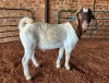 1X BOER GOAT BUCK AJ BREYTENBACH