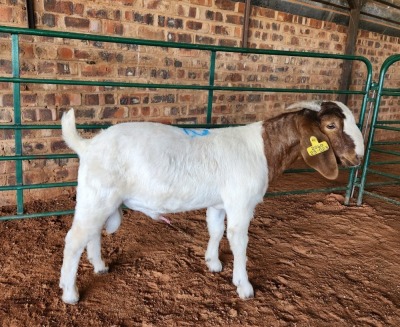 1X BOER GOAT BUCK AJ BREYTENBACH