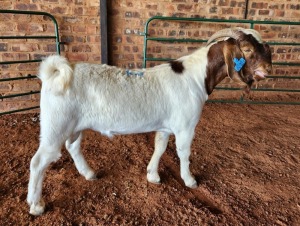 1X BOER GOAT BUCK AJ BREYTENBACH