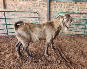 1X KALAHARI RED BUCK LERUO SBUD