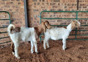 2X BOER GOAT DOE PAULA BURGESS