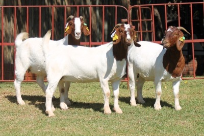 3X BOERGOAT FLOCK 4-128, 4-327, 4-143 EWE KRUISRIVIER BOERBOK STOET