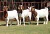 3X BOERGOAT FLOCK 4-128, 4-327, 4-143 EWE KRUISRIVIER BOERBOK STOET - 2