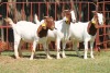 3X BOERGOAT FLOCK 4-313, 4-107, 4-141 EWE KRUISRIVIER BOERBOK STOET