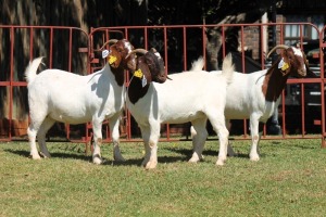 3X BOERGOAT FLOCK 4-226, 4-298, 4-332 EWE KRUISRIVIER BOERBOK STOET