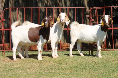 2X BOERGOAT FLOCK 4-321, 4-050 EWE KRUISRIVIER BOERBOK STOET