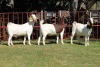 2X BOERGOAT FLOCK 4-321, 4-050 EWE KRUISRIVIER BOERBOK STOET - 2