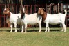 3X BOERGOAT FLOCK 4-267, 4-149, 4-178 EWE KRUISRIVIER BOERBOK STOET