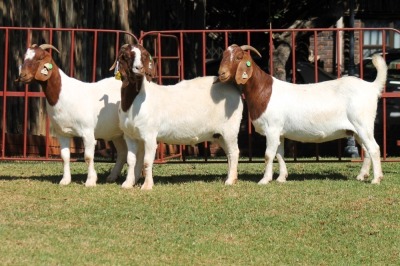 3X BOERGOAT FLOCK 4-267, 4-149, 4-178 EWE KRUISRIVIER BOERBOK STOET