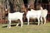 3X BOERGOAT FLOCK 4-267, 4-149, 4-178 EWE KRUISRIVIER BOERBOK STOET - 2