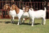 3X BOERGOAT FLOCK 4-089, 4-213, 4-188 EWE KRUISRIVIER BOERBOK STOET