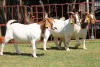 3X BOERGOAT FLOCK 4-089, 4-213, 4-188 EWE KRUISRIVIER BOERBOK STOET - 2