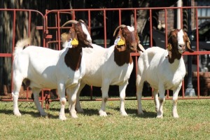 3X BOERGOAT FLOCK 4-263, 4-183, 4-268 EWE KRUISRIVIER BOERBOK STOET