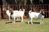 3X BOERGOAT FLOCK 4-263, 4-183, 4-268 EWE KRUISRIVIER BOERBOK STOET - 2