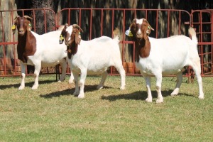 3X BOERGOAT FLOCK 4-179, 4-173, 4-159 EWE KRUISRIVIER BOERBOK STOET