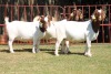 3X BOERGOAT FLOCK 4-179, 4-173, 4-159 EWE KRUISRIVIER BOERBOK STOET - 2