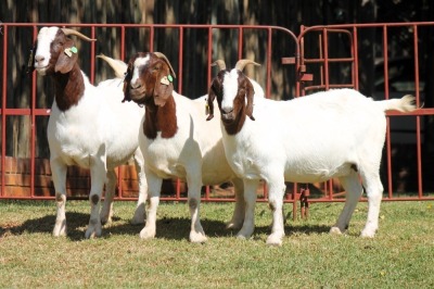 3X BOERGOAT FLOCK 4-153, 4-163, 4-169 EWE KRUISRIVIER BOERBOK STOET