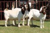 3X BOERGOAT FLOCK 4-153, 4-163, 4-169 EWE KRUISRIVIER BOERBOK STOET - 2