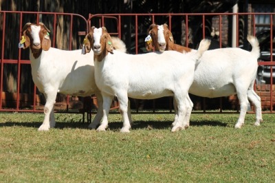 3X BOERGOAT FLOCK 4-168, 4-180, 4-210 EWE KRUISRIVIER BOERBOK STOET