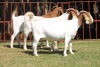 3X BOERGOAT FLOCK 4-168, 4-180, 4-210 EWE KRUISRIVIER BOERBOK STOET - 2