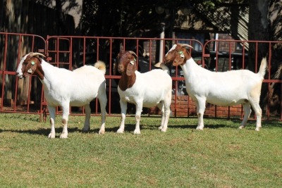 3X BOERGOAT FLOCK 4-266, 4-270, 4-196 EWE KRUISRIVIER BOERBOK STOET