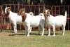 3X BOERGOAT FLOCK 4-266, 4-270, 4-196 EWE KRUISRIVIER BOERBOK STOET - 2