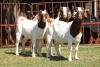 2X BOERGOAT FLOCK 4-217, 4-225 EWE KRUISRIVIER BOERBOK STOET