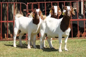 2X BOERGOAT FLOCK 4-217, 4-225 EWE KRUISRIVIER BOERBOK STOET