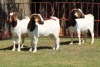 2X BOERGOAT FLOCK 4-217, 4-225 EWE KRUISRIVIER BOERBOK STOET - 2