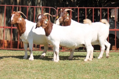 2X BOERGOAT FLOCK 4-214, 4-187 EWE KRUISRIVIER BOERBOK STOET