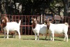 2X BOERGOAT FLOCK 4-214, 4-187 EWE KRUISRIVIER BOERBOK STOET - 2