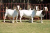 3X BOERGOAT FLOCK 4-201, 4-191, 4-273 EWE KRUISRIVIER BOERBOK STOET - 2