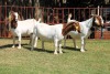 3X BOERGOAT FLOCK 4-218, 4-152, 4-155 EWE KRUISRIVIER BOERBOK STOET