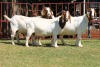 3X BOERGOAT FLOCK 4-218, 4-152, 4-155 EWE KRUISRIVIER BOERBOK STOET - 2