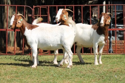 3X BOERGOAT FLOCK 4-189, 4-171, 4-176 EWE KRUISRIVIER BOERBOK STOET