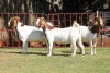 3X BOERGOAT FLOCK 4-189, 4-171, 4-176 EWE KRUISRIVIER BOERBOK STOET - 2