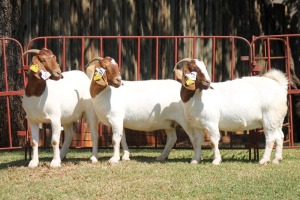 3X BOERGOAT FLOCK 4-172, 4-184, 4-296 EWE KRUISRIVIER BOERBOK STOET