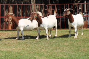 3X BOERGOAT FLOCK 4-211, 4-274, 4-284 EWE KRUISRIVIER BOERBOK STOET