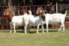 3X BOERGOAT FLOCK 4-211, 4-274, 4-284 EWE KRUISRIVIER BOERBOK STOET - 2