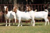 3X BOERGOAT FLOCK 4-170, 4-182, 4-190 EWE KRUISRIVIER BOERBOK STOET