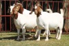 3X BOERGOAT FLOCK 4-170, 4-182, 4-190 EWE KRUISRIVIER BOERBOK STOET - 2