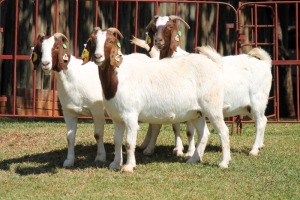 3X BOERGOAT FLOCK 4-283, 4-151, 4-206 EWE KRUISRIVIER BOERBOK STOET