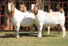 2X BOERGOAT FLOCK 4-271, 4-192 EWE KRUISRIVIER BOERBOK STOET