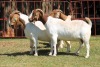 2X BOERGOAT FLOCK 4-271, 4-192 EWE KRUISRIVIER BOERBOK STOET - 2